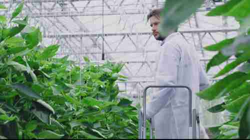 设施作物病虫害综合治理