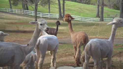 犬类保护农场的动物