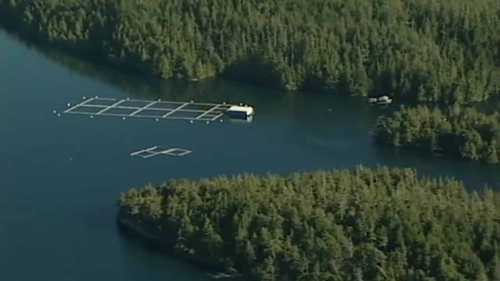 鱼类养殖的未来