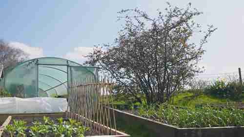 如何保护蔬菜幼苗