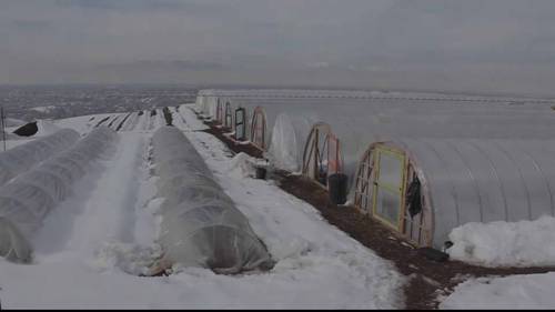 在冬天种植蔬菜