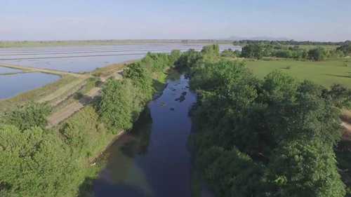 抗旱能力更强的鲑鱼