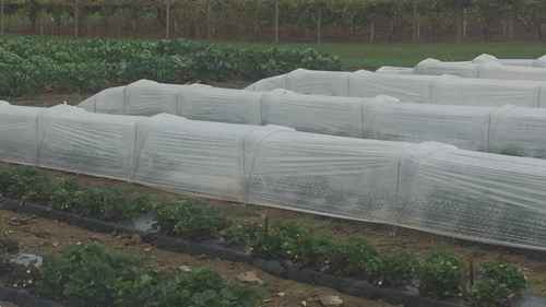 在低矮的温室中种植草莓