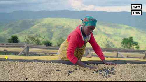 咖啡农场的未来