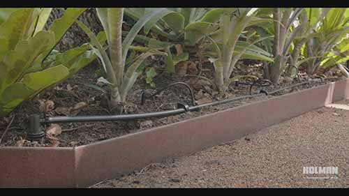 如何将洒水器转变成滴灌系统