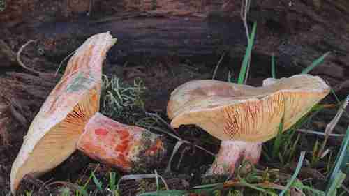 十种可食用蘑菇