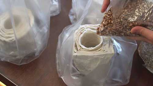 如何在卫生纸上种植蘑菇