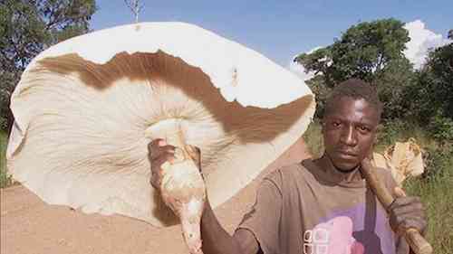 如何辨别蘑菇是否有毒