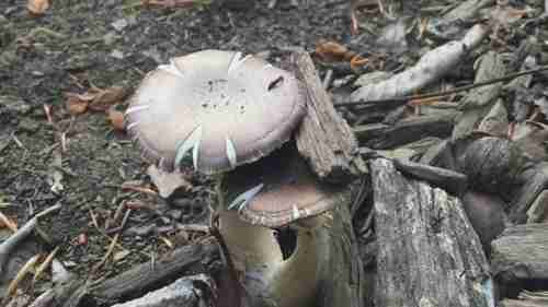 春季可食用野生菌的辨认和采集