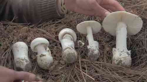 世界上最致命的10种蘑菇