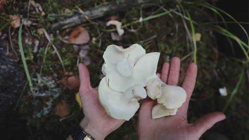 在篝火上烹饪蘑菇