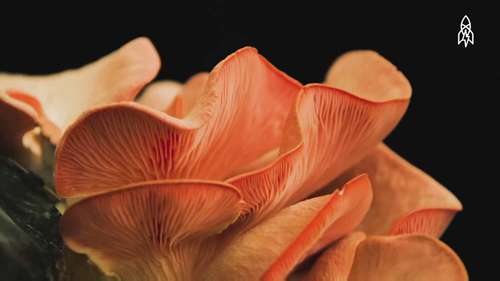 在佛蒙特州采集蘑菇