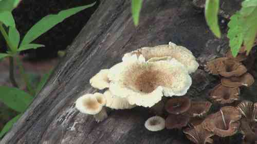 如何辨别食用蘑菇