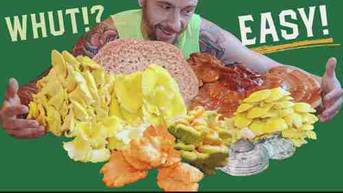 俄亥俄州常见的5种蘑菇