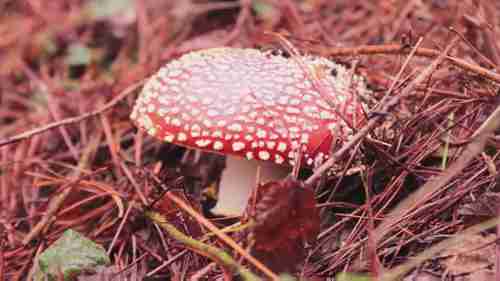 森林里的可食用蘑菇