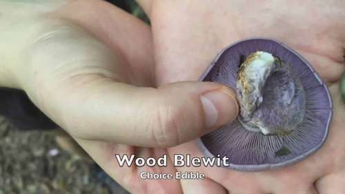 秋季的可食用野生菌