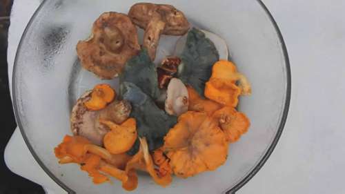 佛罗里达州的野生食用菌