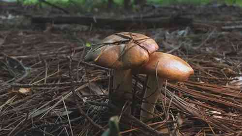 夏季可食用蘑菇