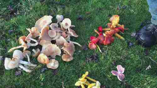 英国本土的蘑菇