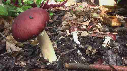 在花园中种植可食用菌