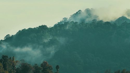 森林的保护和作用