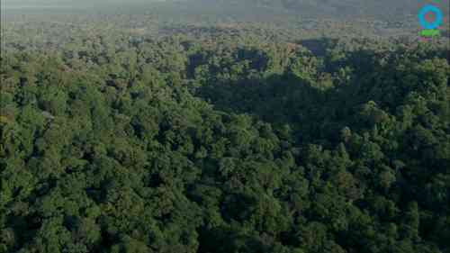 什么是重新造林