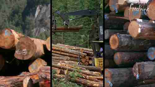 墨西哥的植树先锋小镇