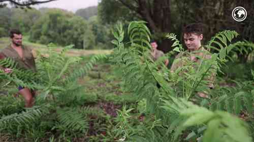 澳洲2020年森林大火后的雨林重建