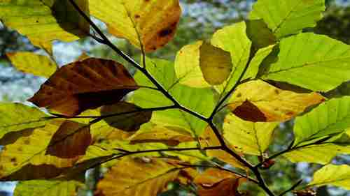 了解全球森林资源