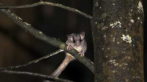 澳洲中部高地地区的森林