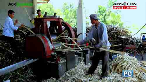 菲律宾粗糖的生产