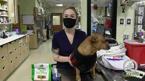 如何给宠物狗口服药物