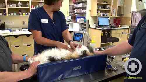 动物超声膀胱穿刺术