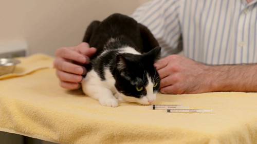 如何给猫喂液体药物