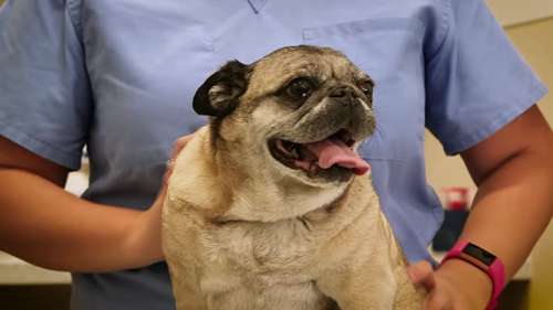 如何帮助宠物排尿