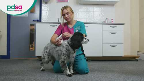 宠物狗的跳蚤问题