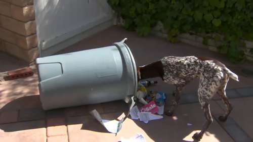 宠物狗呕吐如何处理