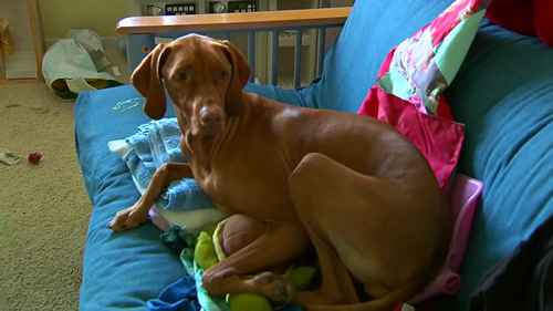 犬髋关节发育不良问题