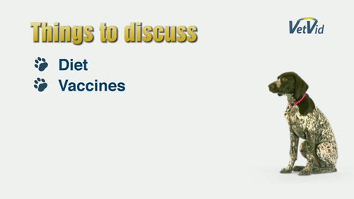 宠物狗第一次看医生