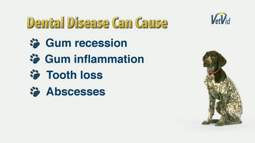 犬科动物牙齿健康