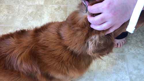 如何去除宠物身上的寄生虫