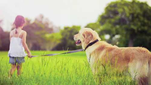 如何选择宠物补充剂