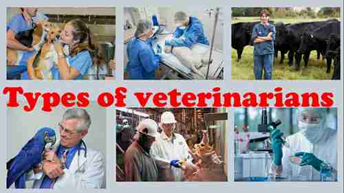 兽医行业的医疗服务