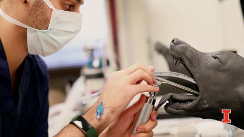 伊利诺伊大学兽医学院