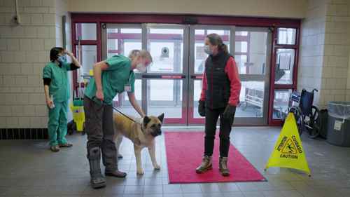 宠物关节问题的治疗和康复
