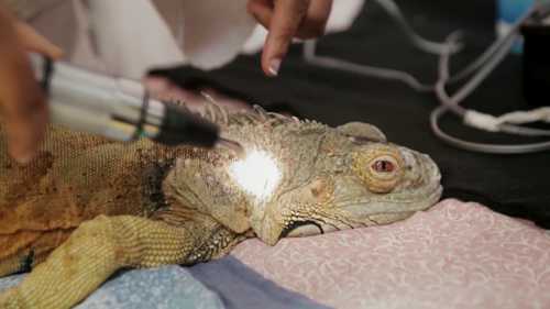 分子生物学和宠物健康