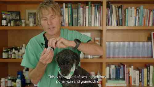 7种对狗安全有效的人类非处方药