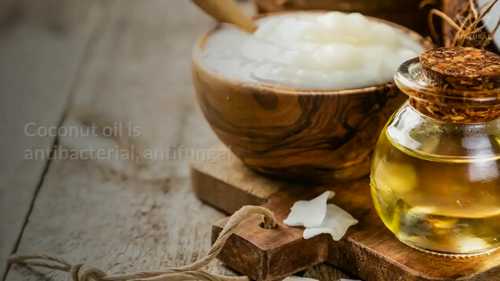 用椰子油去除宠物狗跳蚤