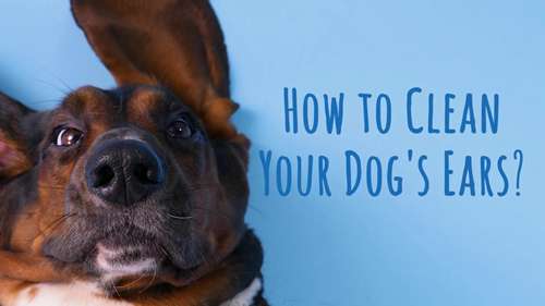 如何清洁狗狗的耳朵