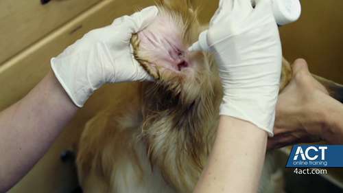 如何保护和清理宠物耳朵